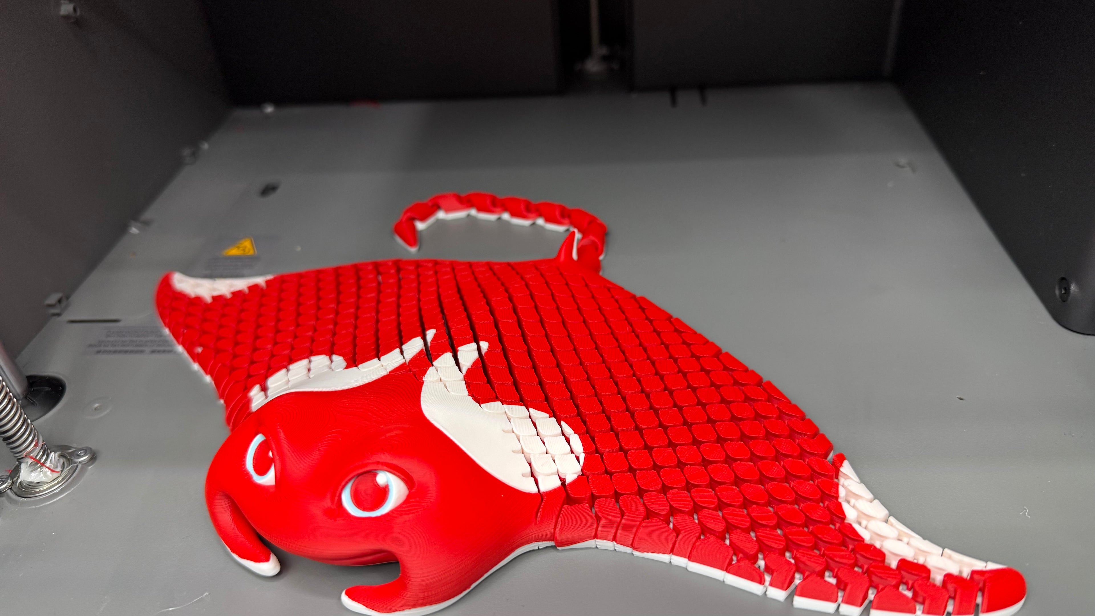 Red manta ray